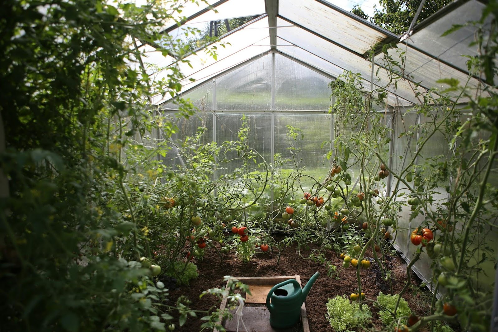 The Benefits of Growing Food Year-Round With a Well-Managed Greenhouse
